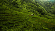 L'image montre une culture de café au Vietnam